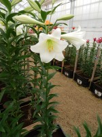 [4119 White Promise DJ No01.JPG]